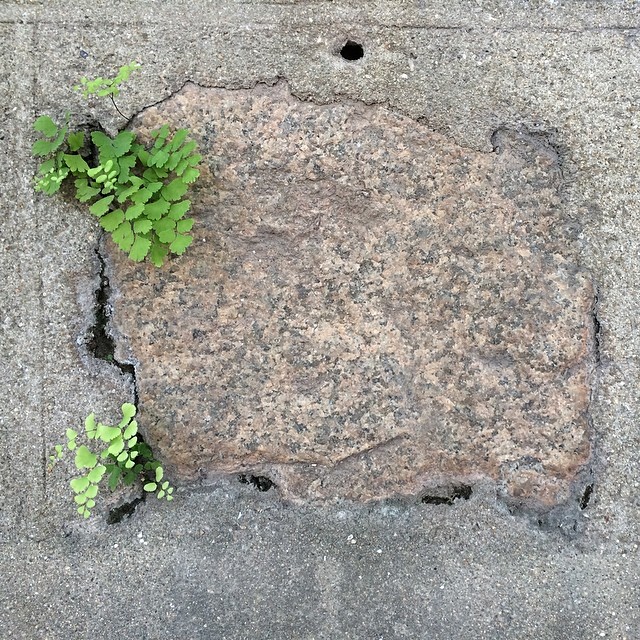 small fern growing through  in concrete block