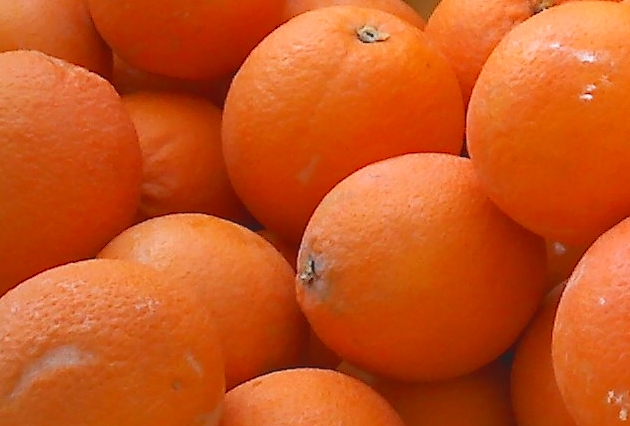 closeup of many oranges with water drops on them
