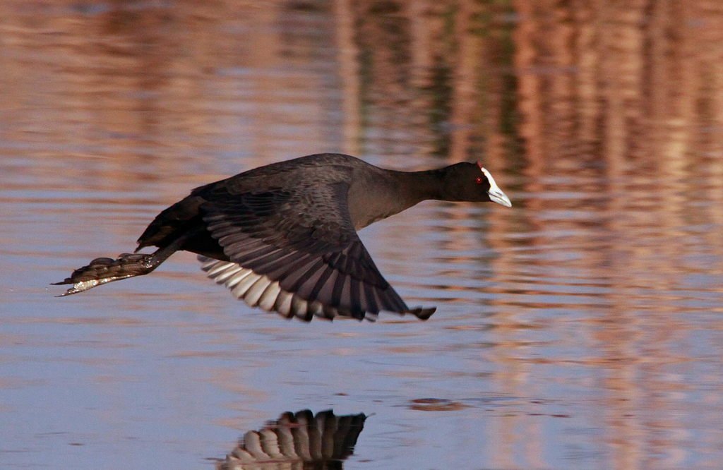 a duck flying over the water of a lake
