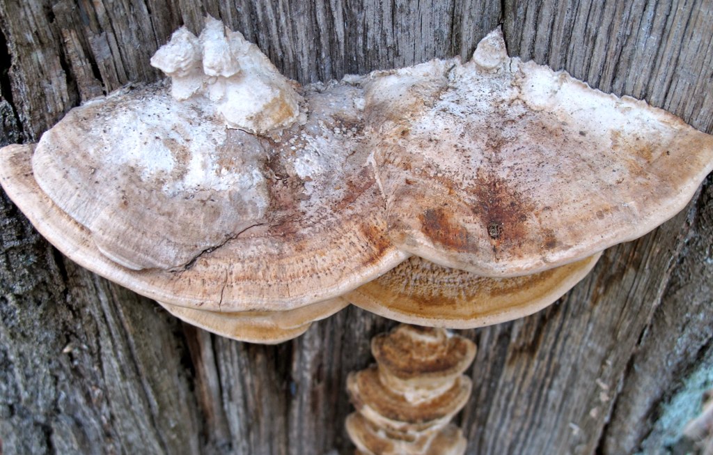 a bunch of mushrooms with snow covering them on the tree