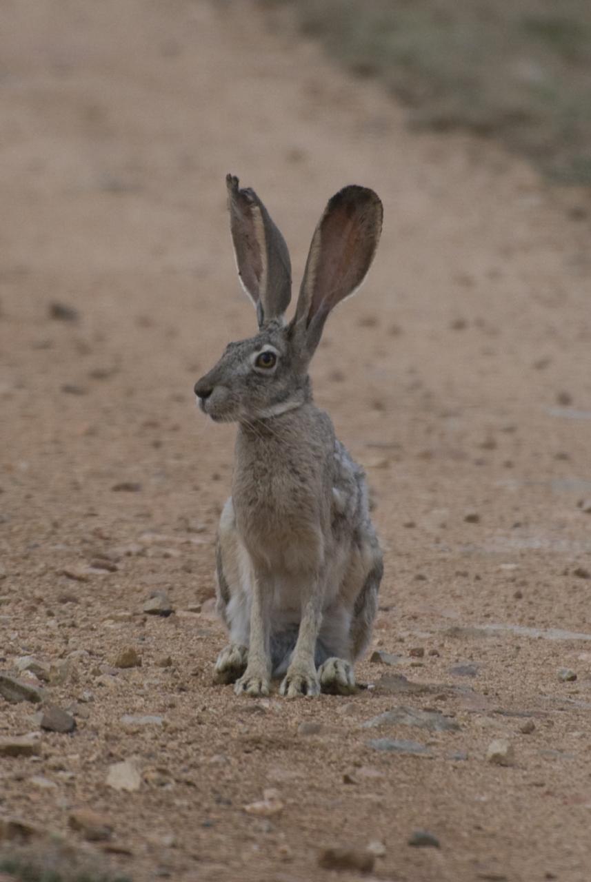 a rabbit in the dirt looking to the side