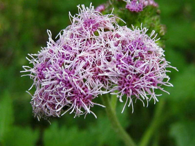 a small purple flower sitting in a field