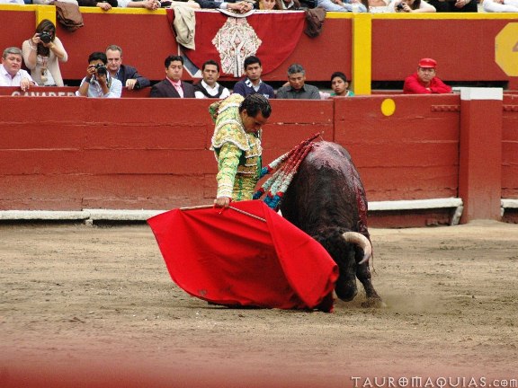 a woman wrestles with a bull in a rodeo