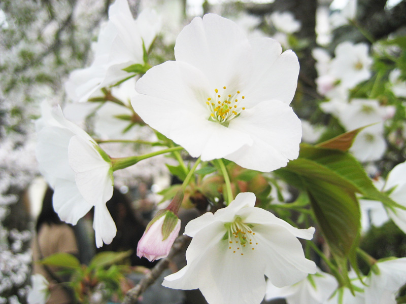 a white flower is in full bloom and green leaves are on the nches