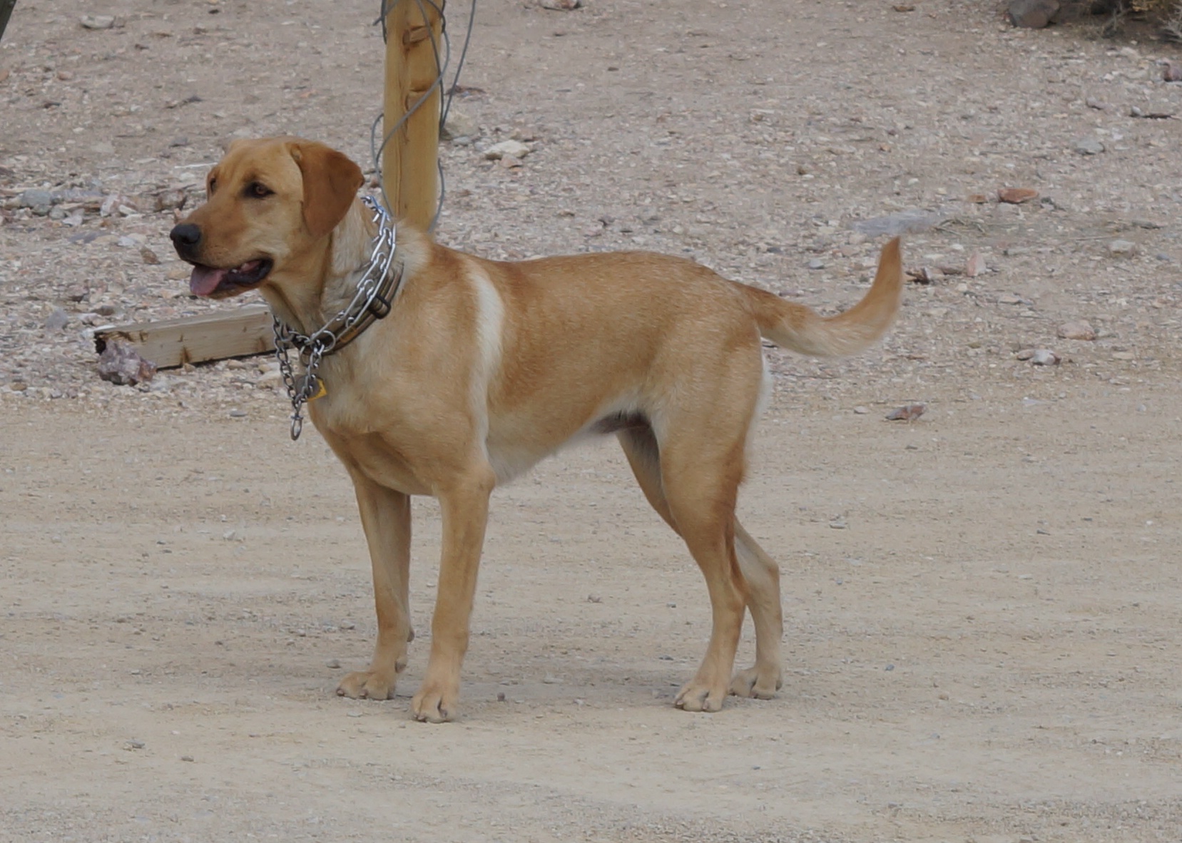 there is a small brown dog wearing a chain