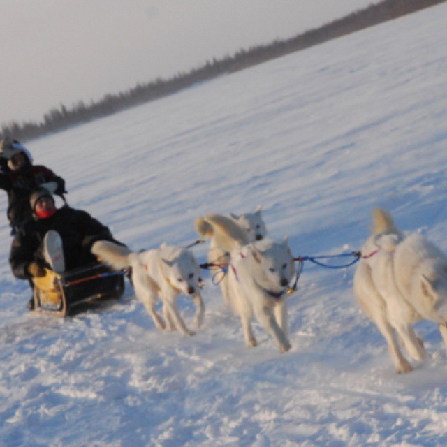 a man riding a dog sled across a snow covered field