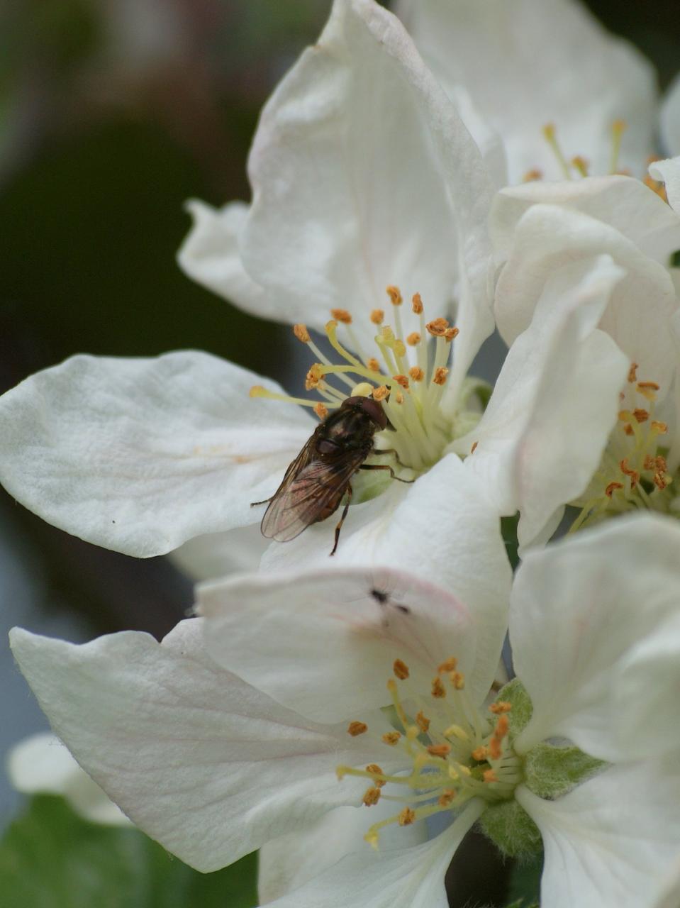 a fly on the top of a flower