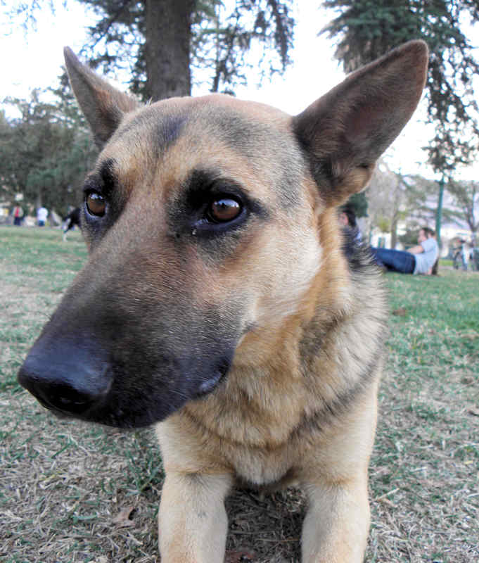 an angry looking german shepherd stares at the camera