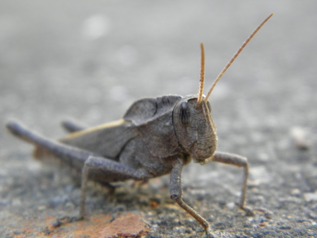a close up of a bug on a sidewalk