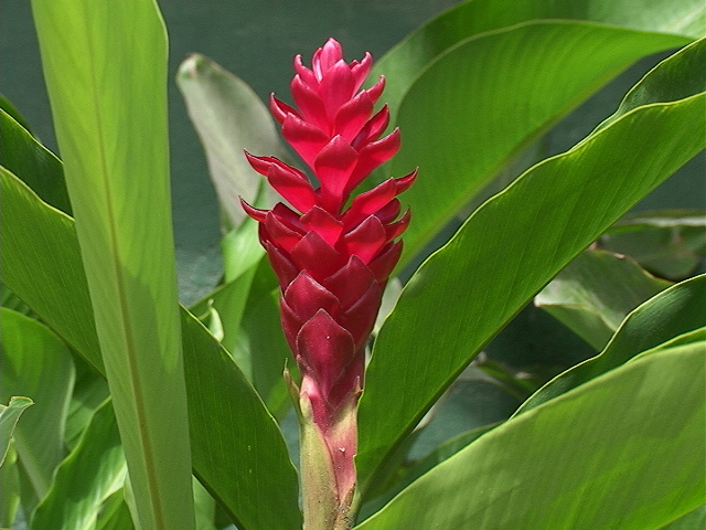 a plant in full flower with a green background