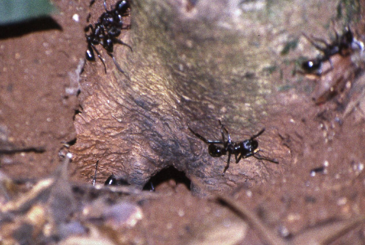 group of black ants hiding in a tree in the daytime