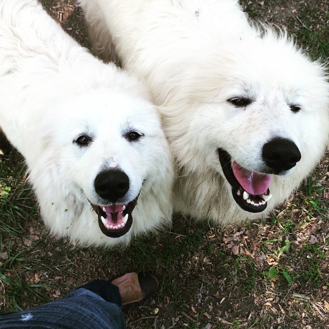 two white dogs are standing in the grass together