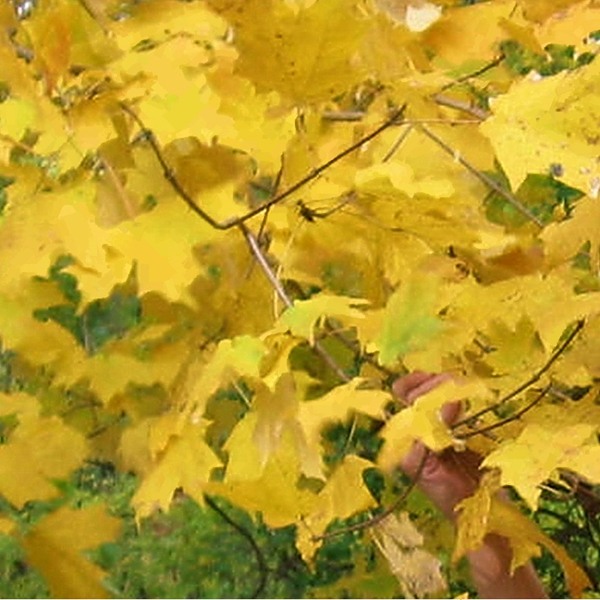 the tree is displaying yellow autumn leaves