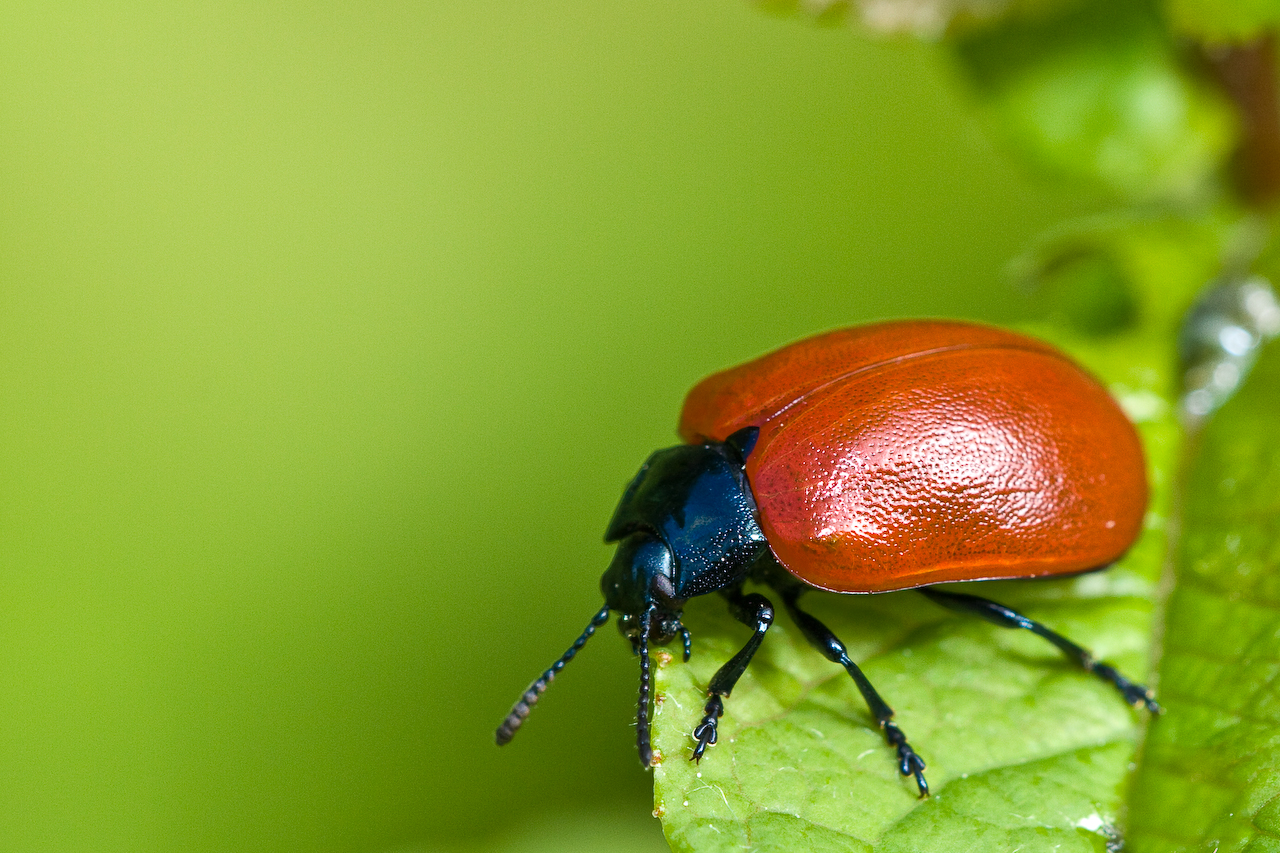 a red and blue beetle is on a leaf