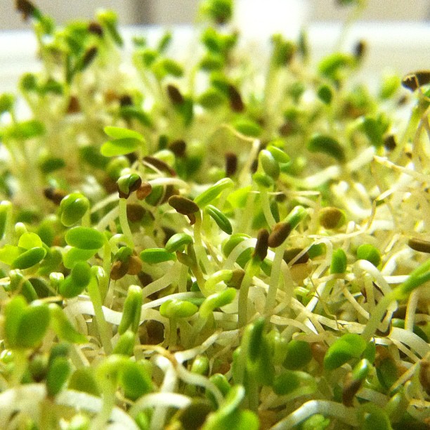 green sprouts with tiny sprouts in the middle