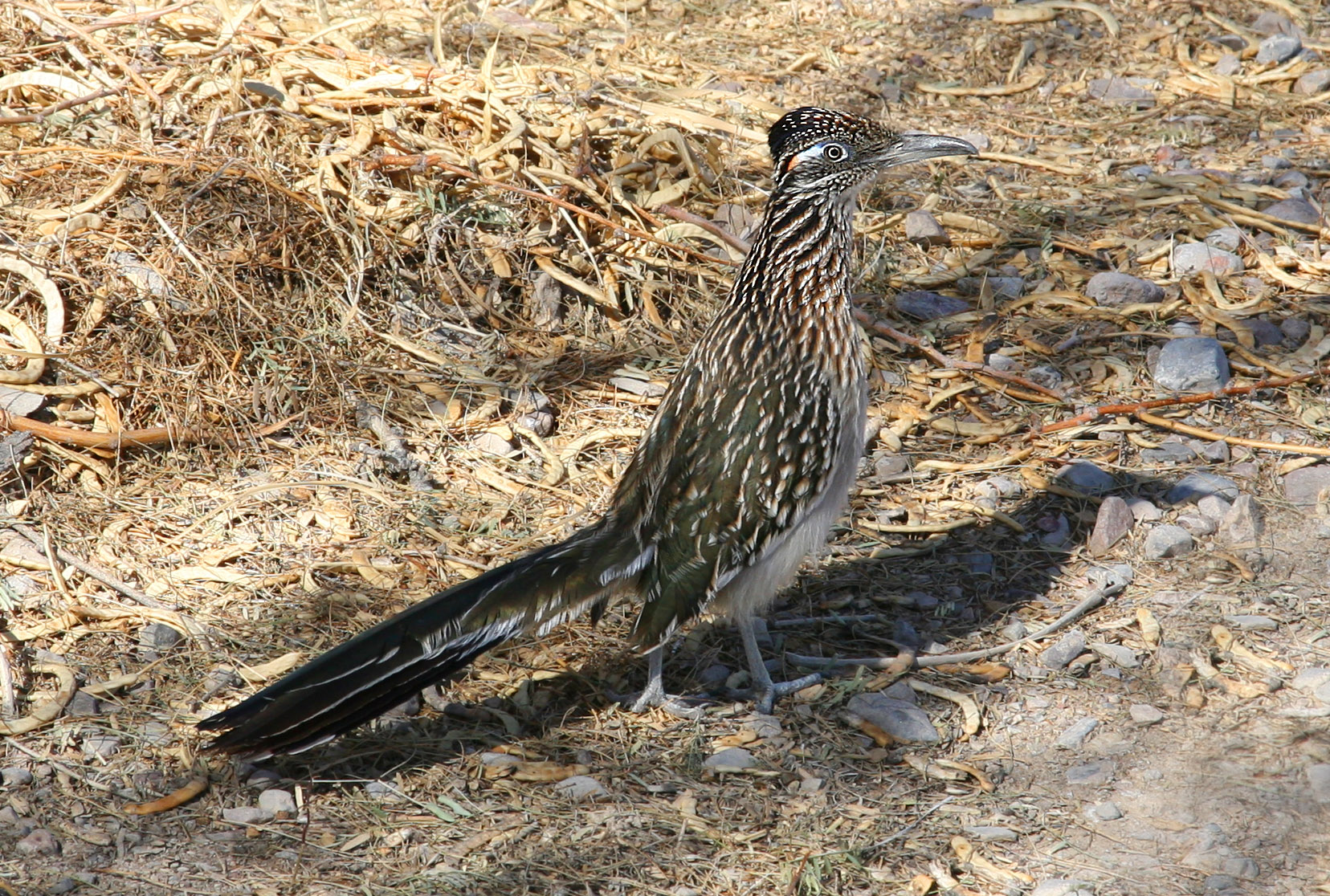 a bird that is standing on some kind of dirt
