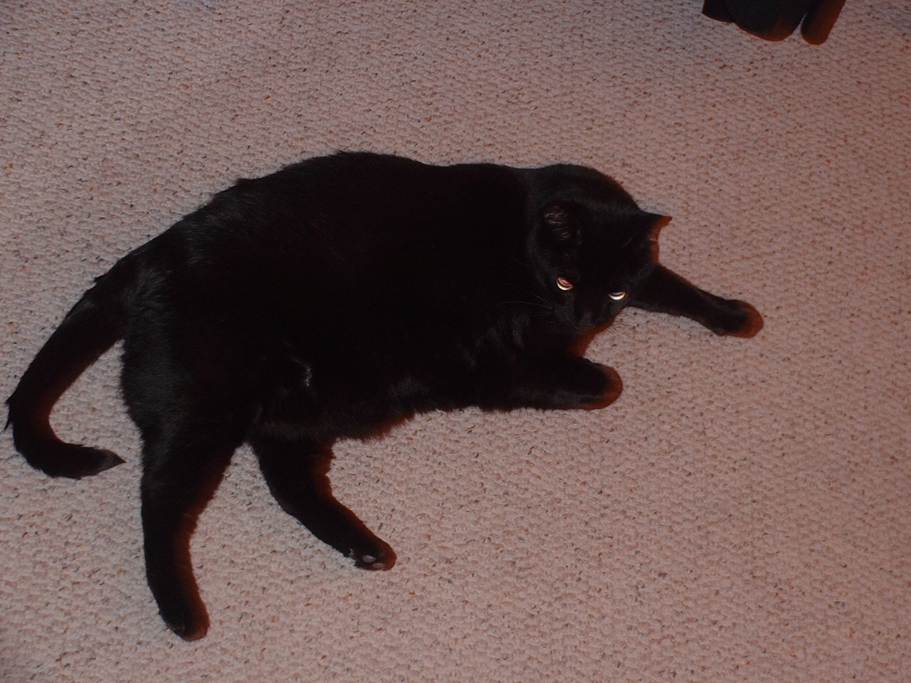 a cat with its eyes closed is lying on the floor