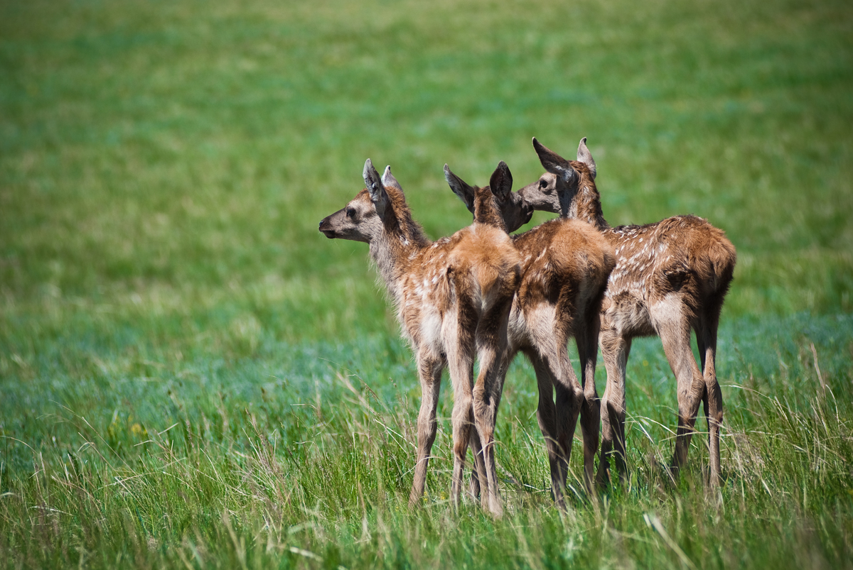 three young deer standing in the tall grass