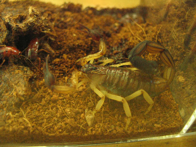 two small scorpions in an aquarium with dirt and other animals