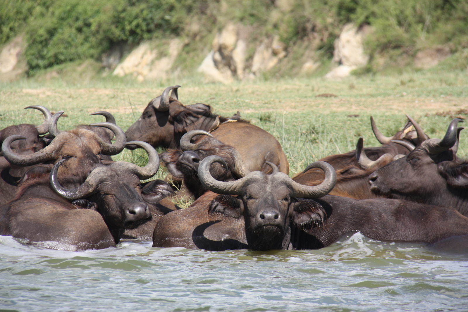 a large group of animals in a river