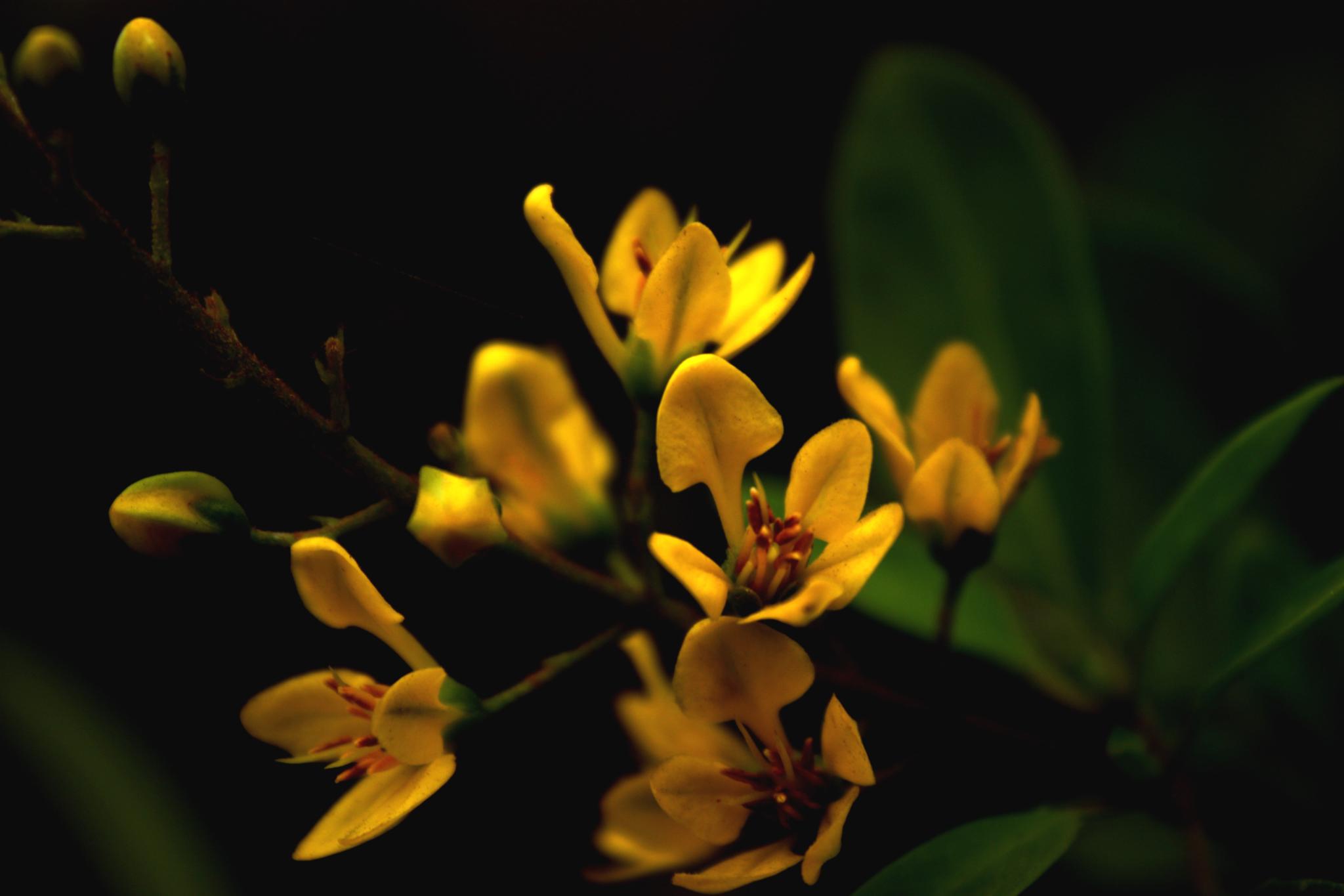 yellow flowers are in bloom in the dark