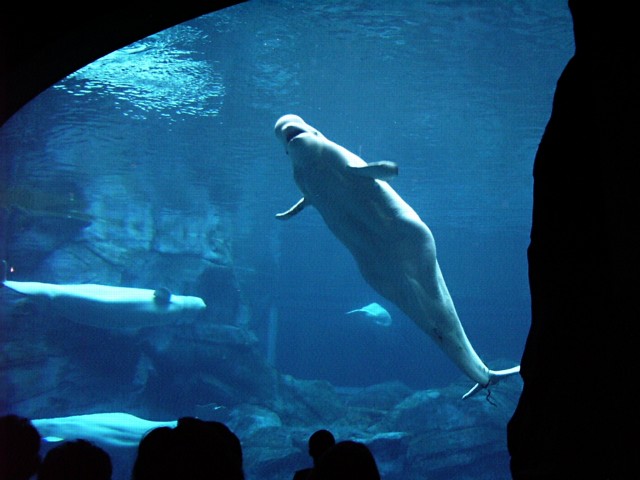 large grey animal swimming through an open water enclosure