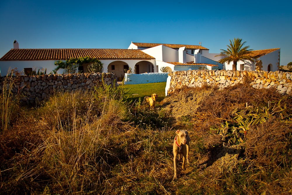 a dog stands outside in front of a house with a wall and trees behind it