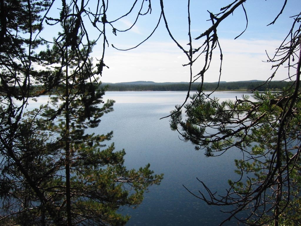 a small body of water surrounded by trees