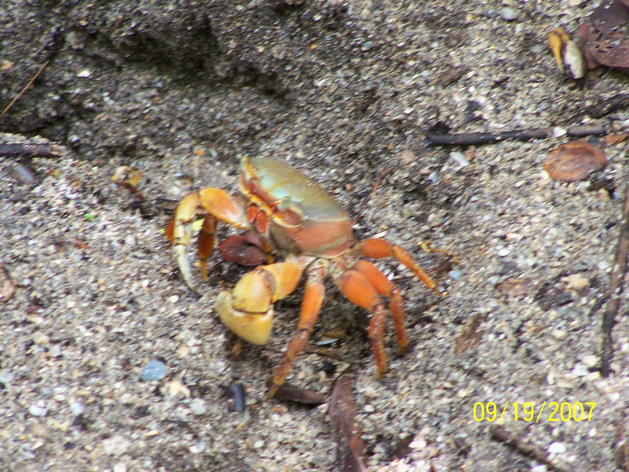 a crab with two legs on concrete