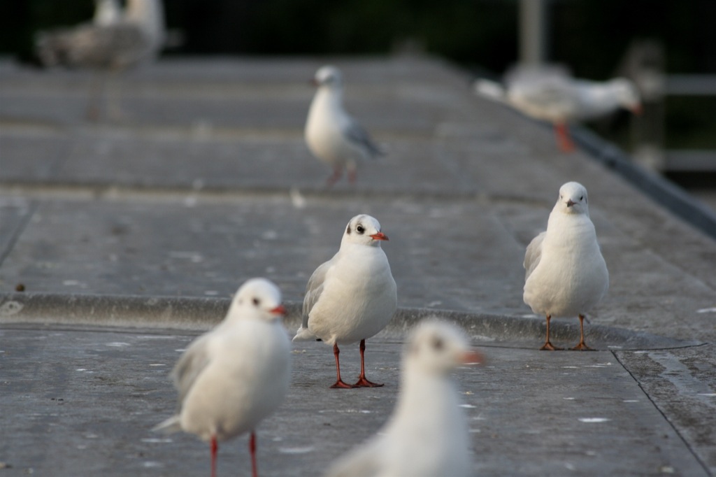 a group of birds standing on a cement ground