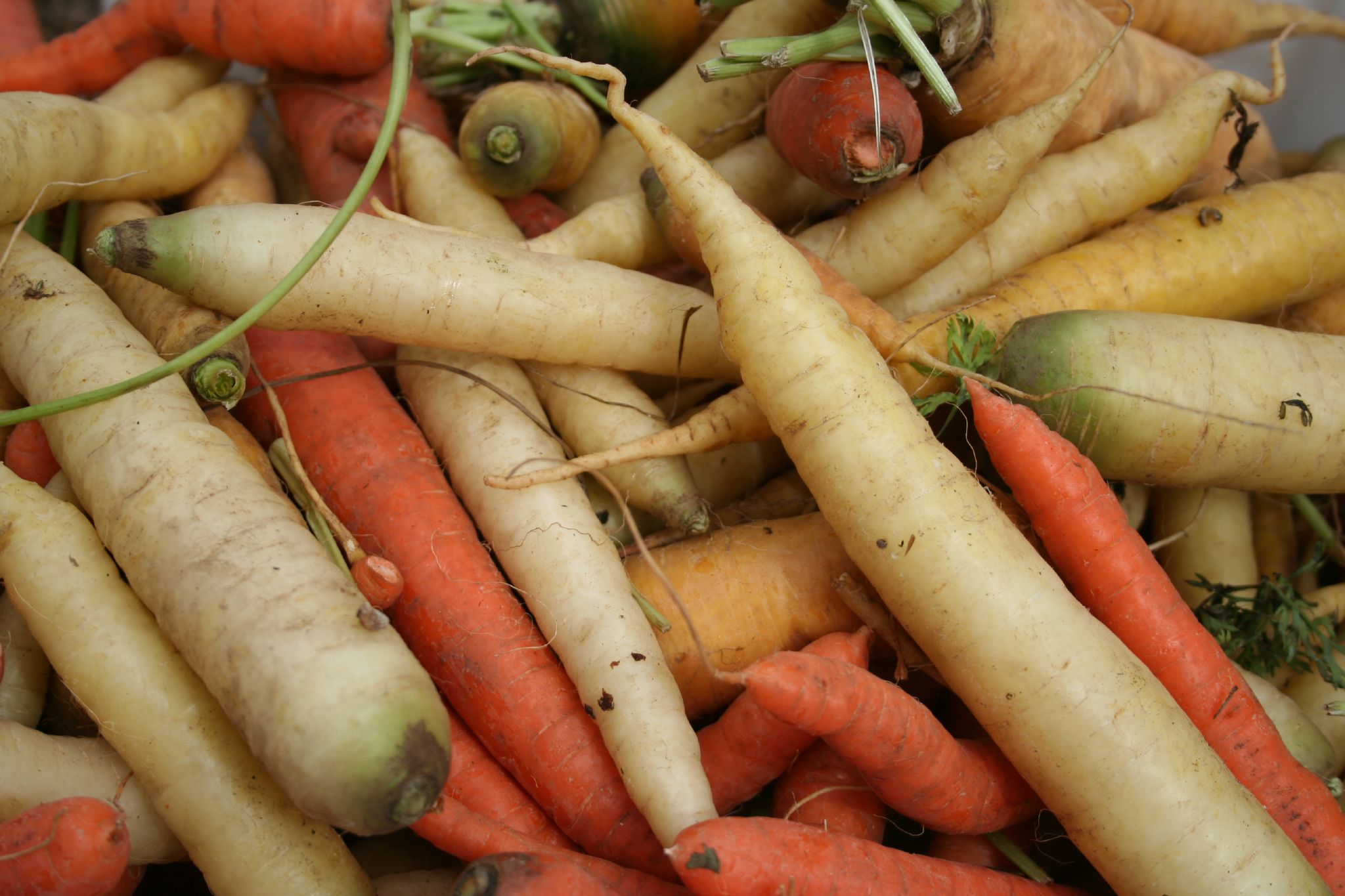 root carrots and radishes piled up in a pile
