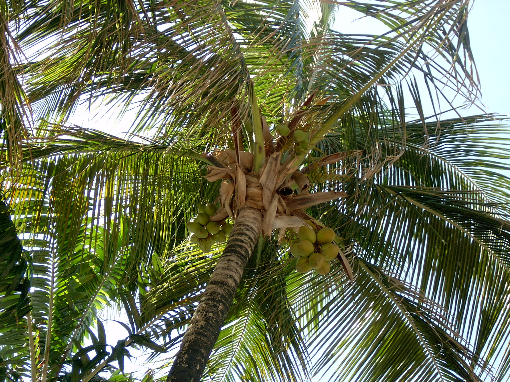 a view up into a palm tree with lots of leaves