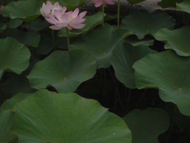 a large lily is growing in a pond