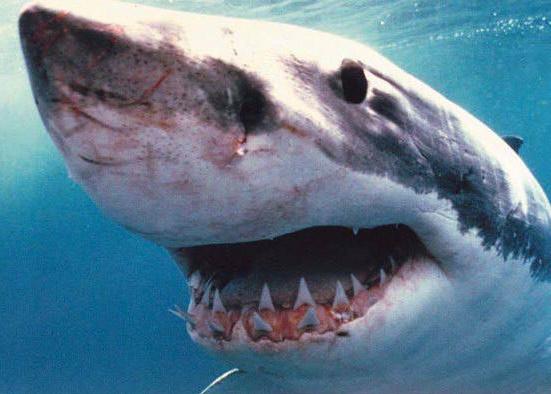a great white shark with it's mouth open and tongue open