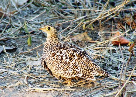 a bird is standing on dry grass and twigs