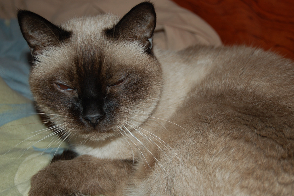 a cat sitting down on top of a bed