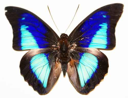 the bright blue erfly has wings folded up