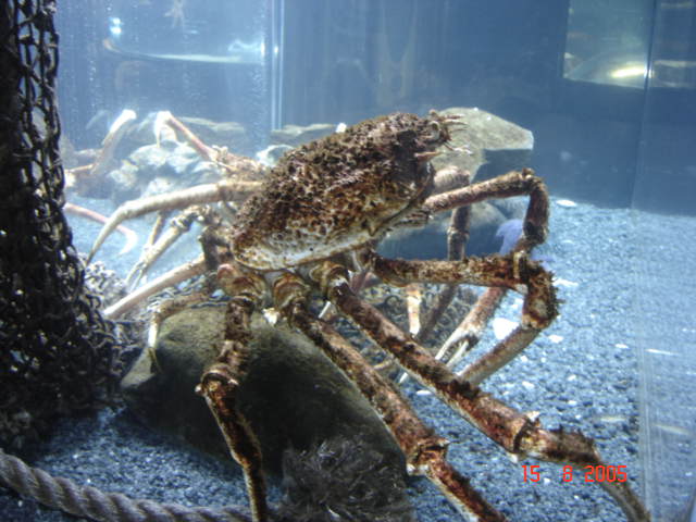 a large crab is sitting on top of an underwater rock