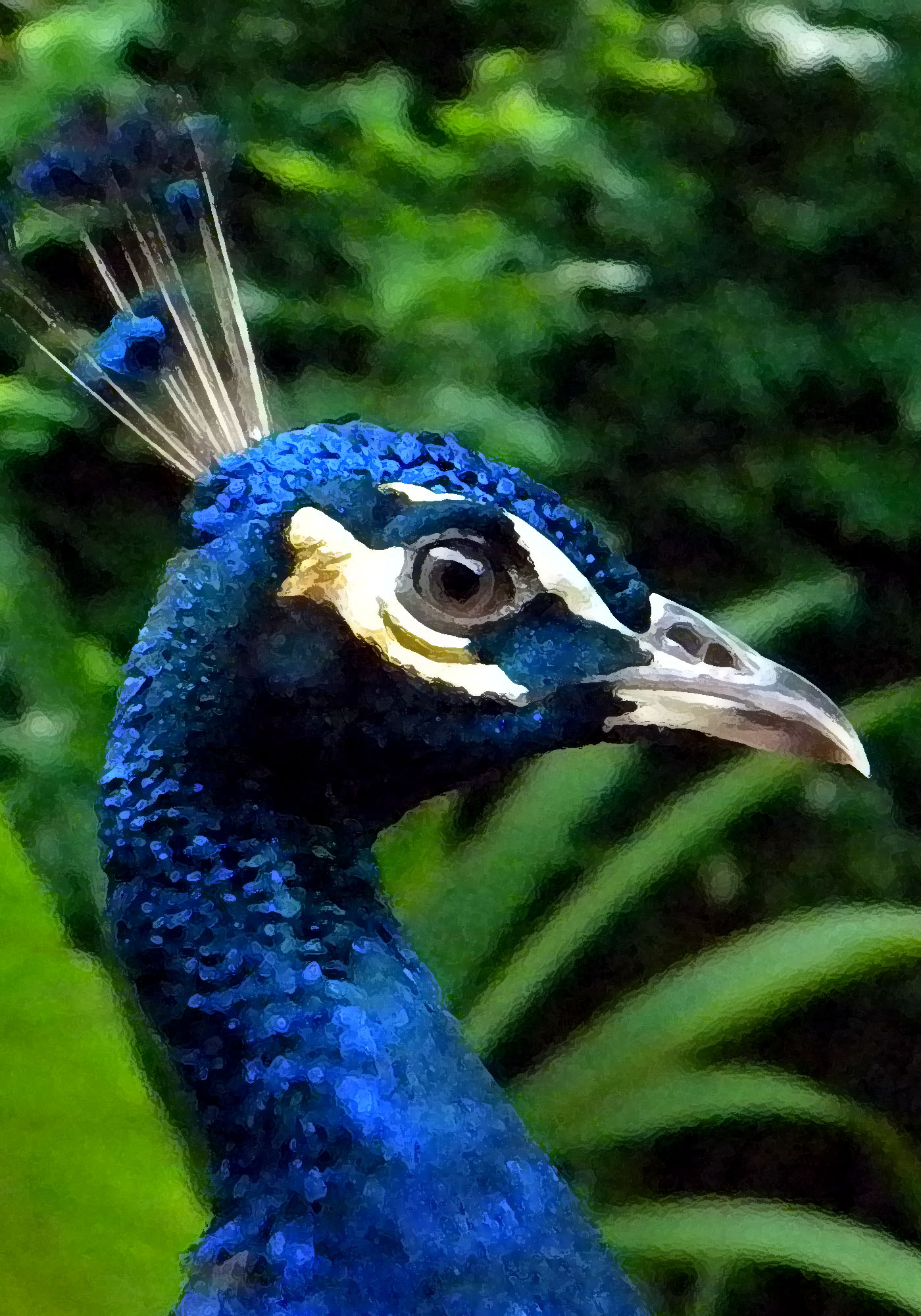 a blue bird with white head and feathers
