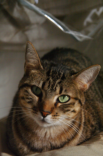 a cat lying down on a couch cushion