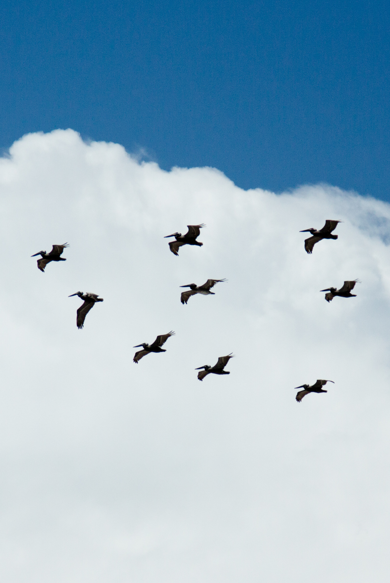 large birds flying in formation in the sky