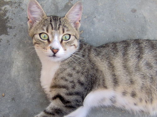 a striped cat lying on a sidewalk with one eye open