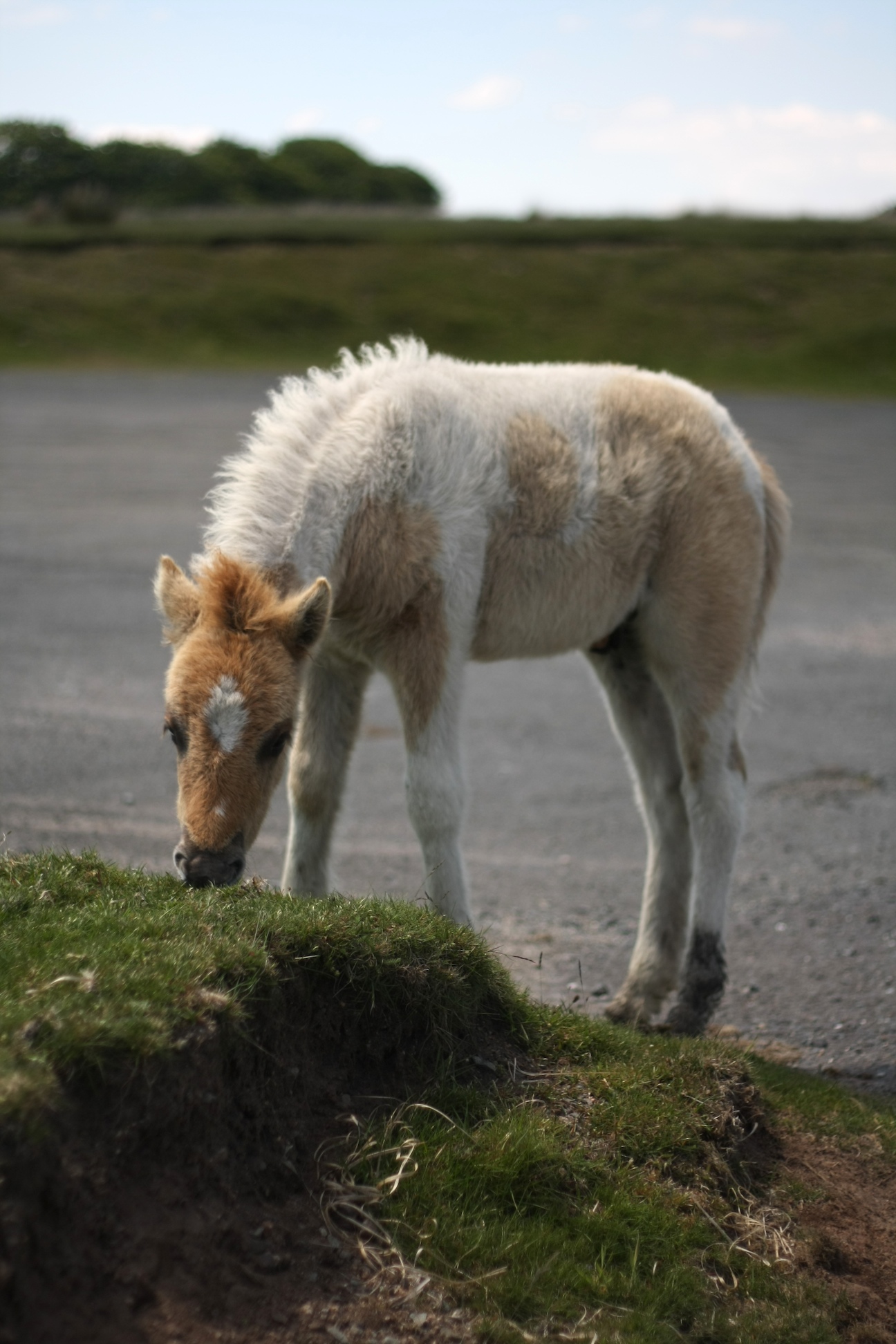 small furry horse standing in a field eating grass