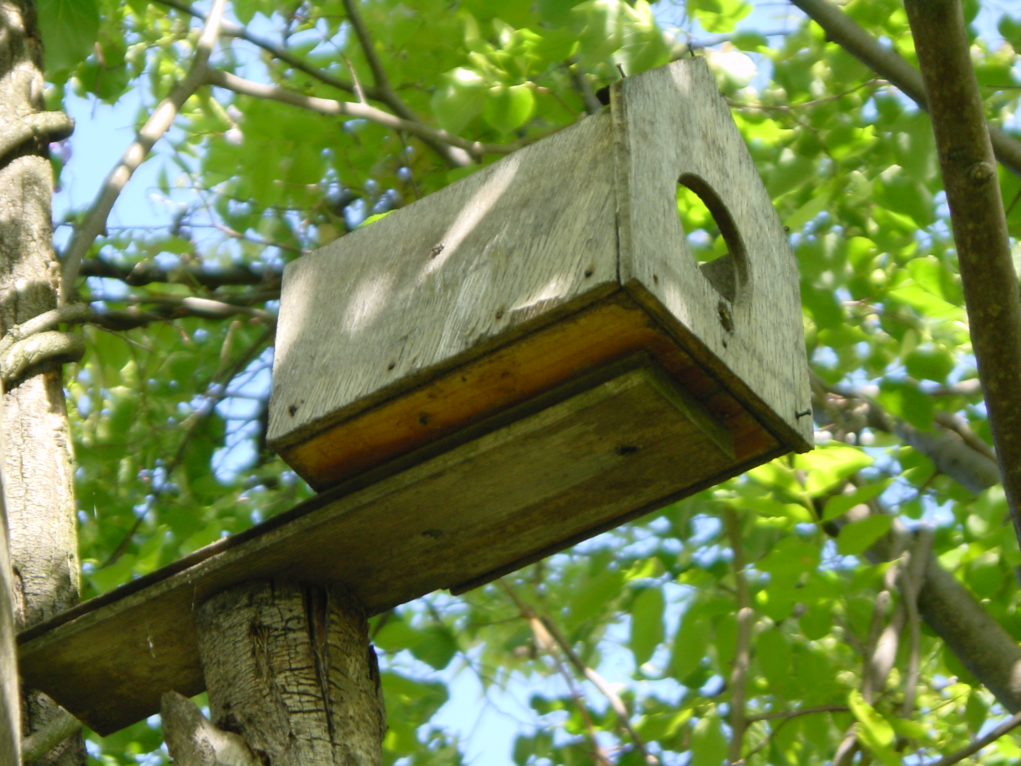 a birdhouse built into a tree with no leaves