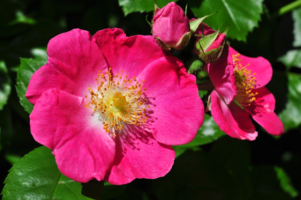 two pink flowers with green leaves around them
