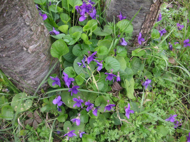 several plants with very bright blue flowers growing up in the ground