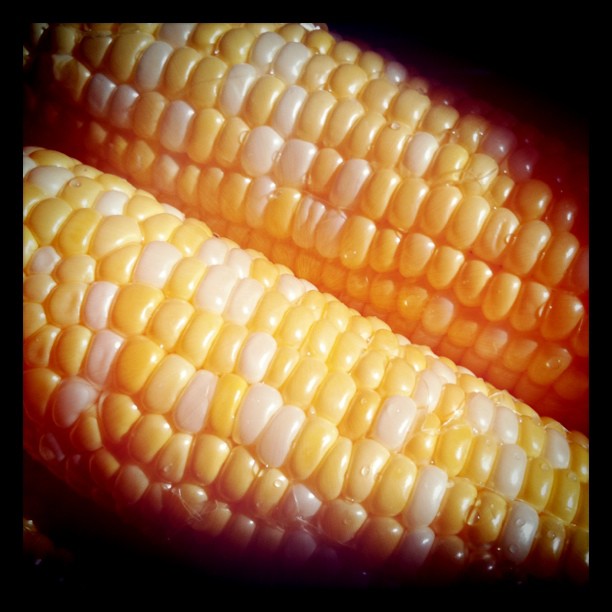 an ear of corn with white and yellow kernel