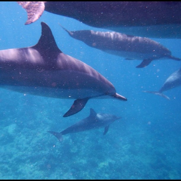 a couple of dolphins are swimming near some water