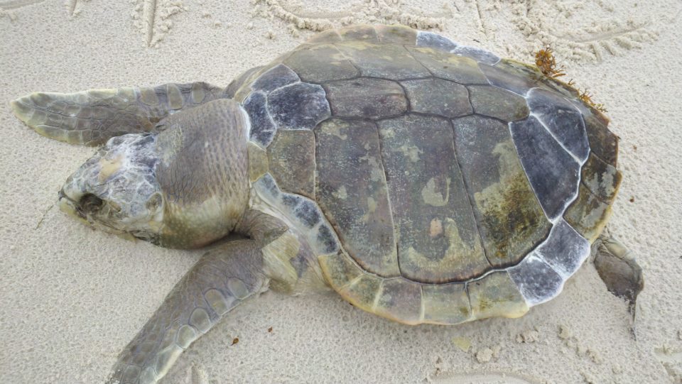 a baby turtle is laying on the beach