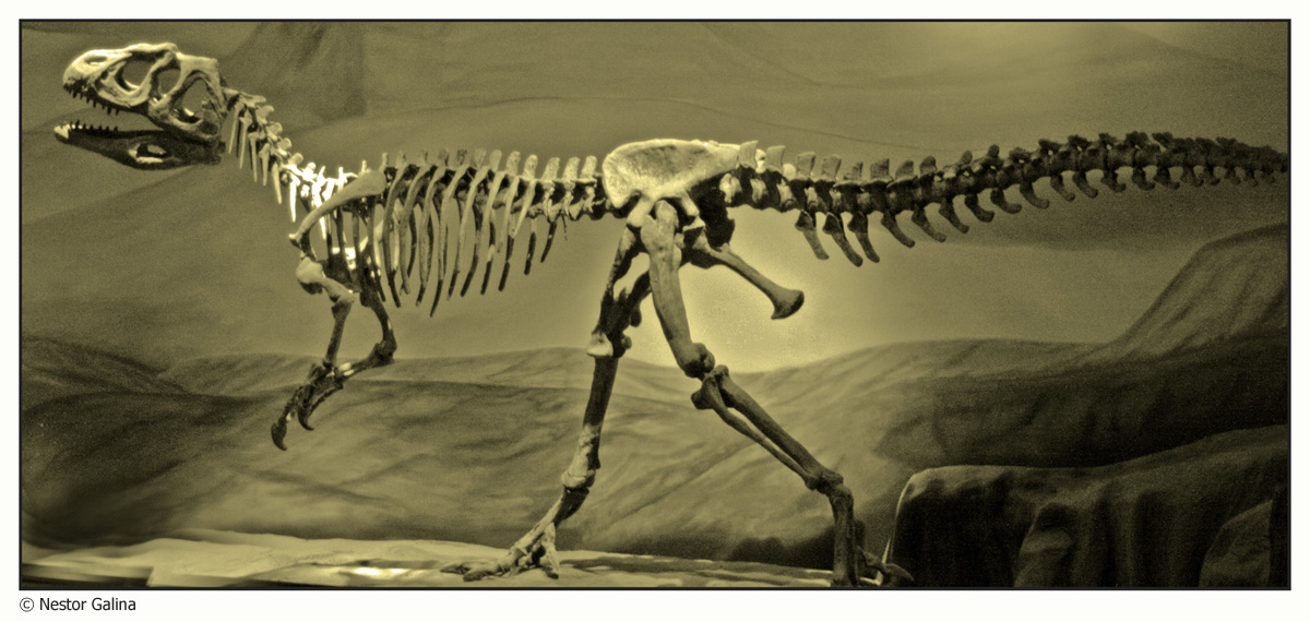 an animal skeleton is standing on a large rock